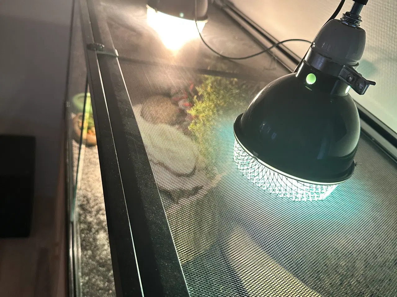 Billede 4 - Skægagame med terrarie