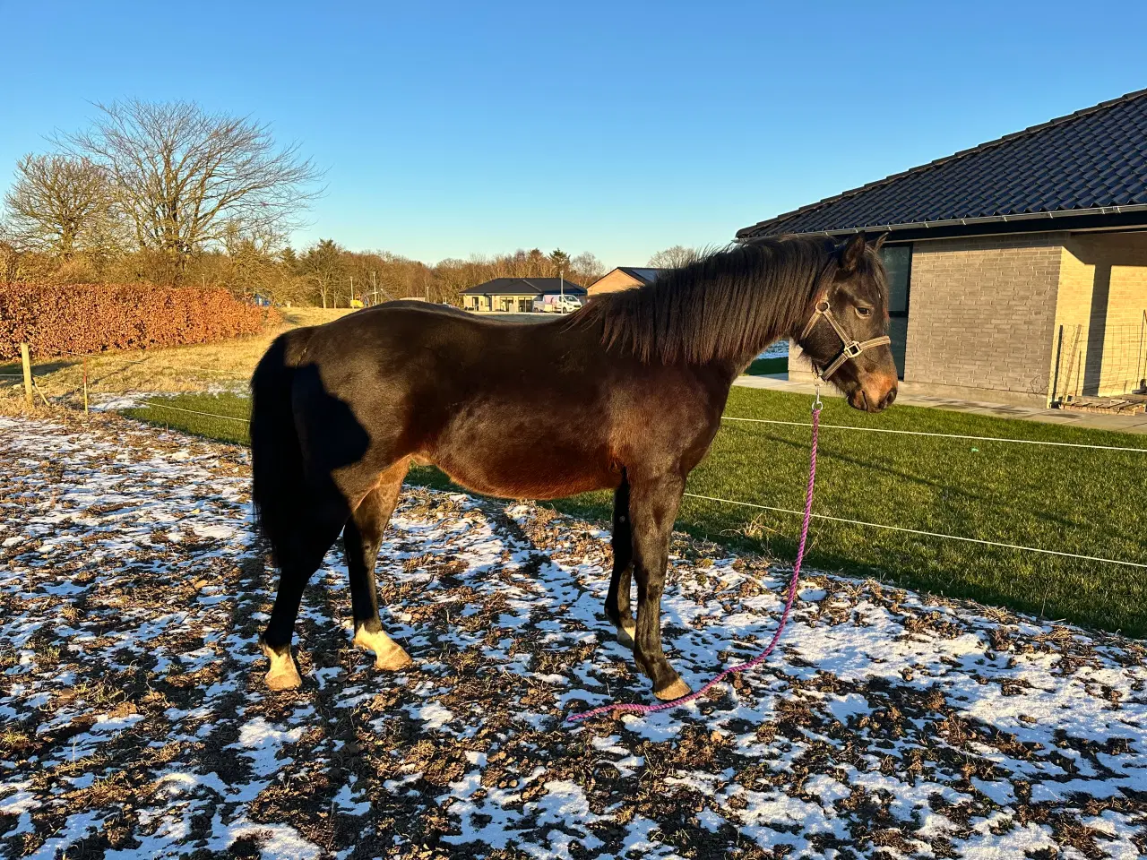 Billede 3 - Welsh partbreed 2 års