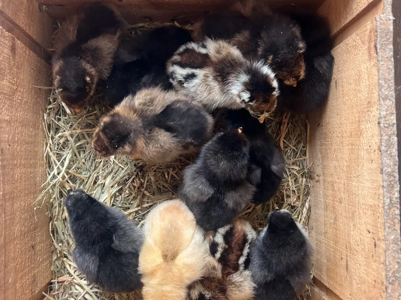 Billede 1 - Søde små kyllinger 