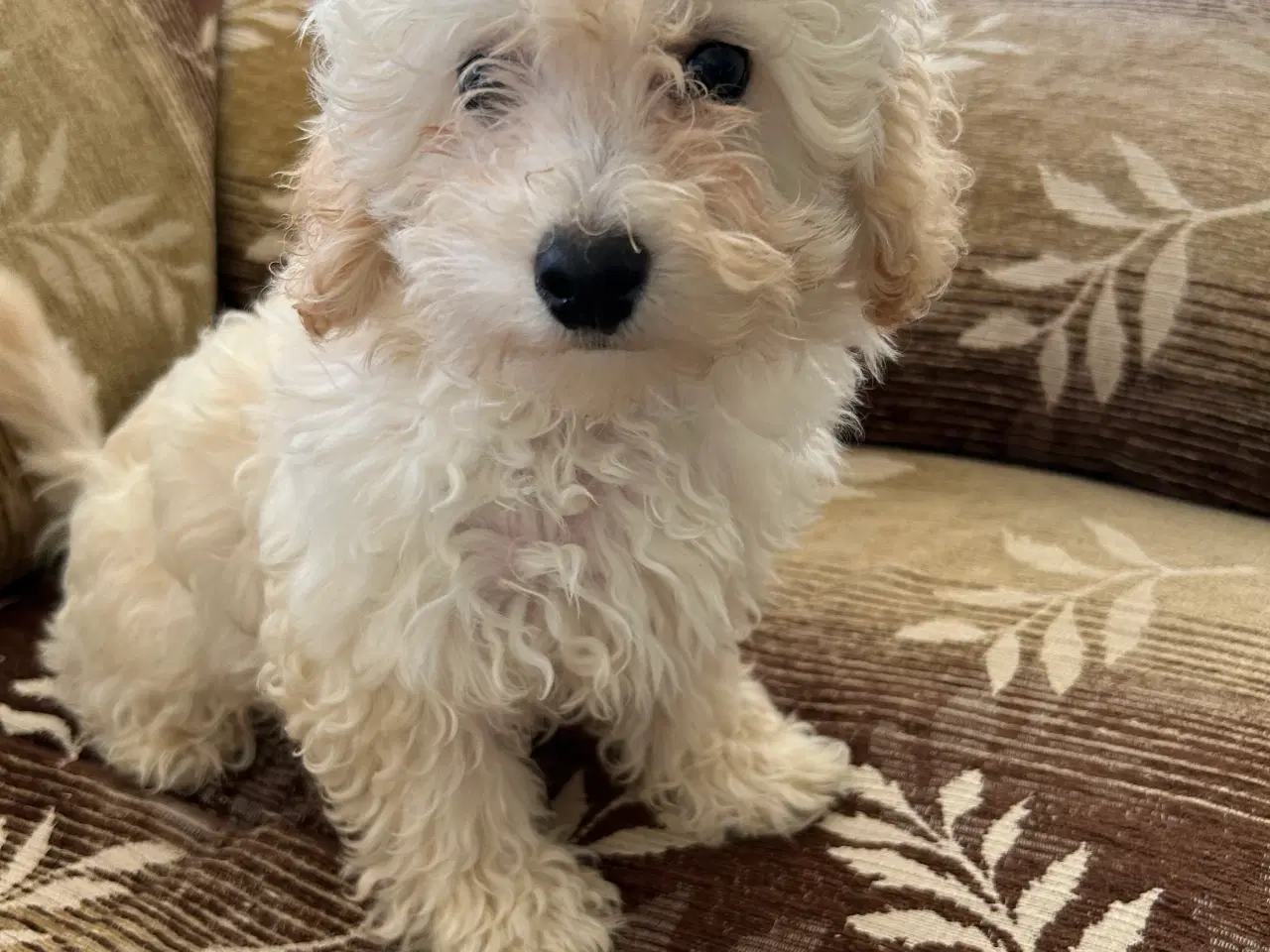 Billede 3 - Maltipoo hand Hund