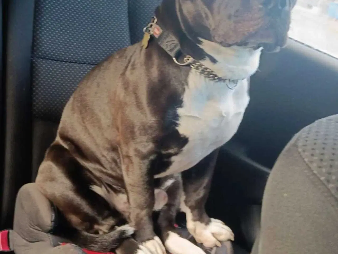 Billede 1 - Søger forever hjem 