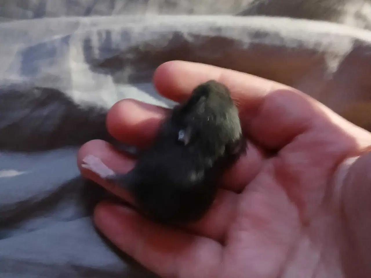 Billede 8 - Dværghamster unger 