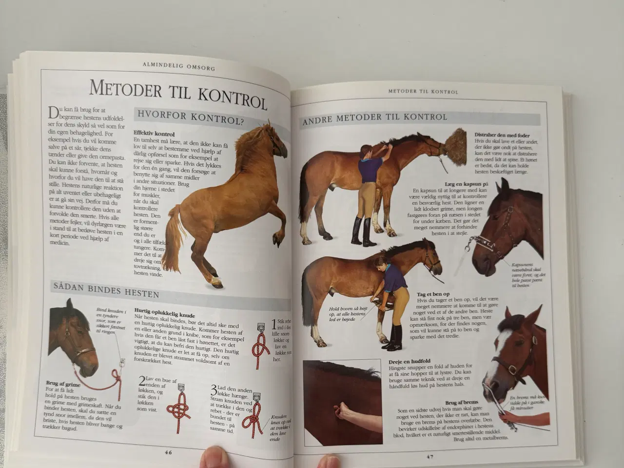 Billede 4 - Hesteejerens Håndbog - Ridehåndbog