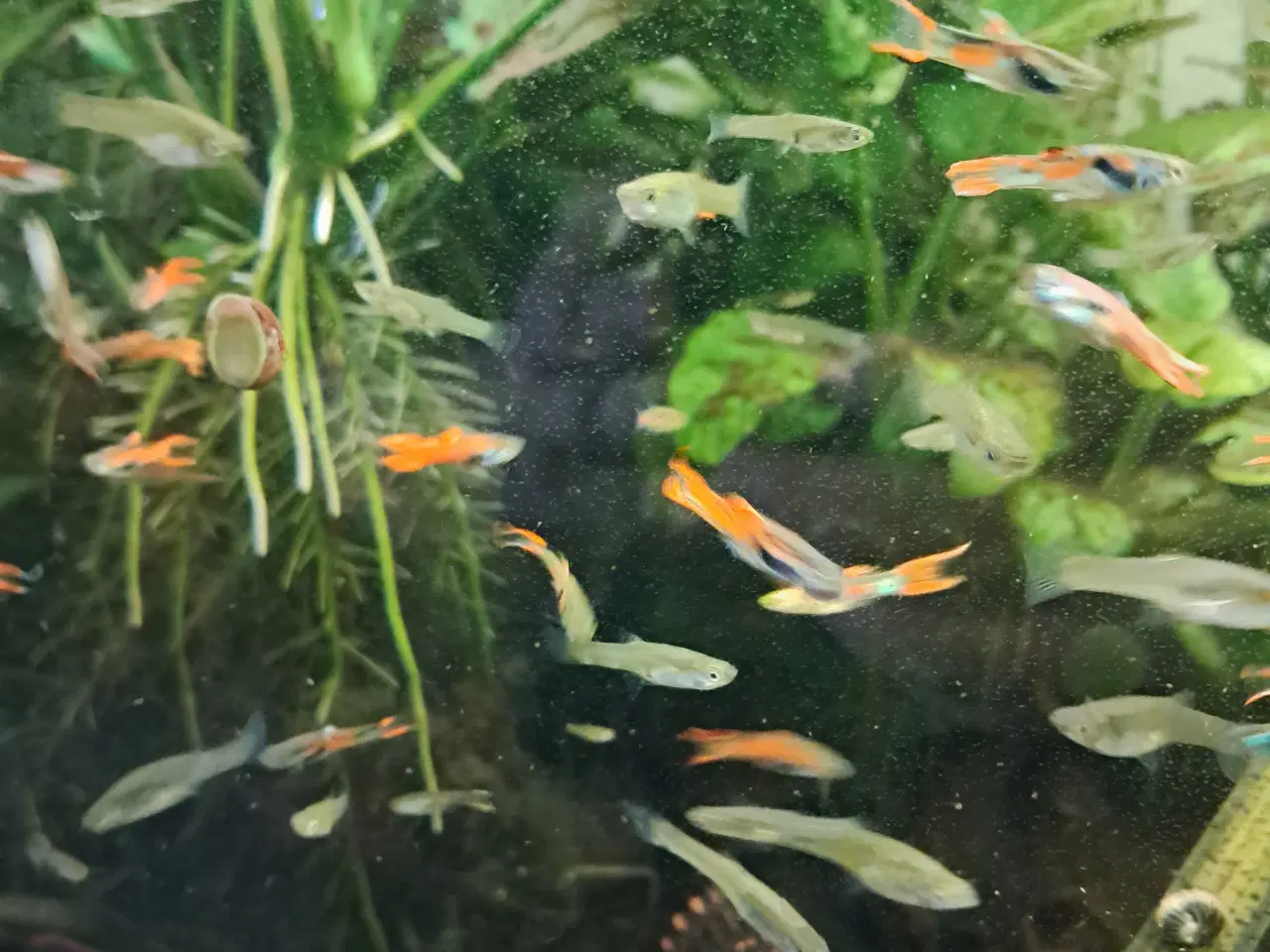 Billede 1 - Mix endler guppy 