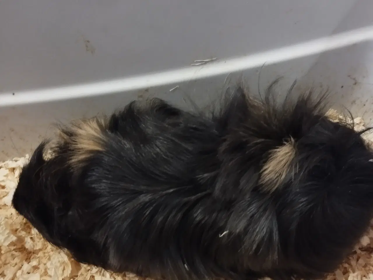 Billede 5 - Ægte sheltie, puruaner ,Texel ,lang hårs hvirvler.