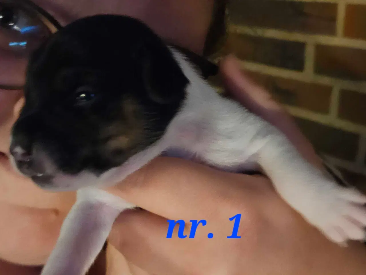 Billede 3 - Dansk svensk gårdhunde hvalpe