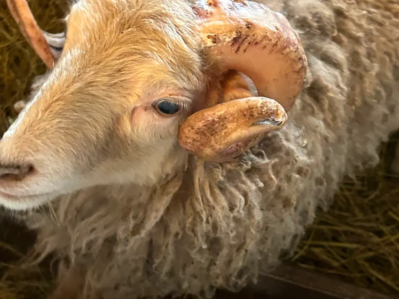 Billede 1 - Ouessant vædderlam fra sidste sommer
