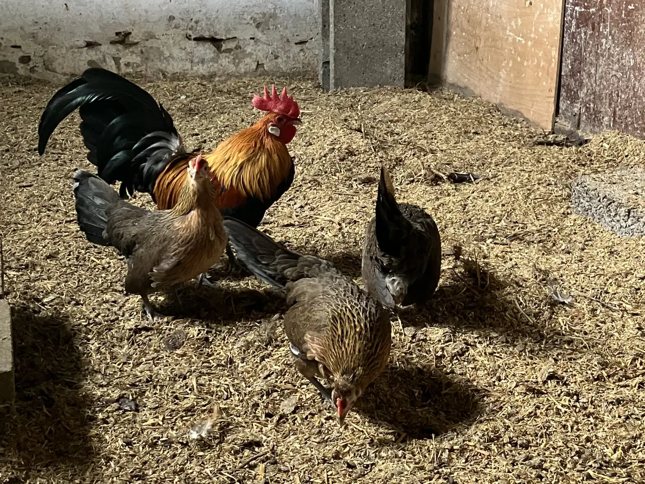 Billede 1 - Guldhalsede Hollænder