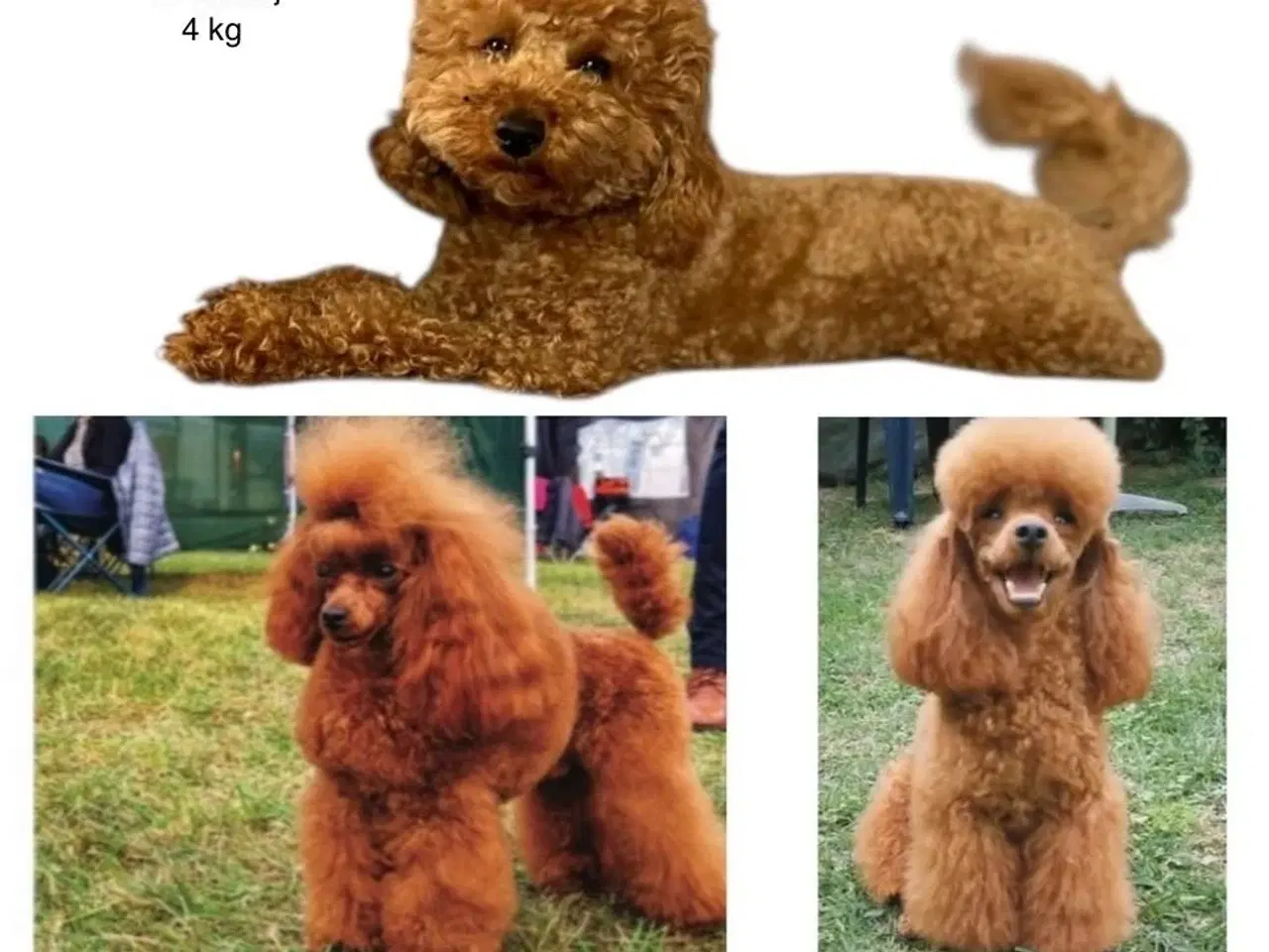 Billede 4 - Shih poo hvalpe 