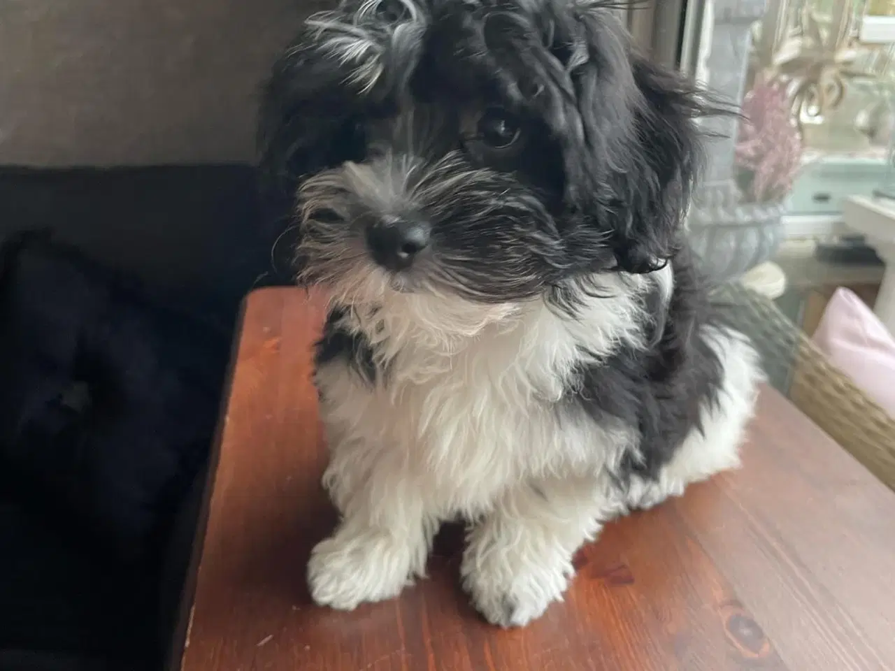 Billede 3 - Lhasa apso - puddel