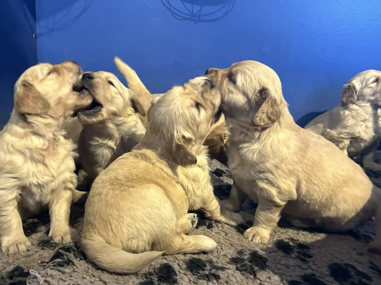 Billede 4 - Skønne Golden Retriever 