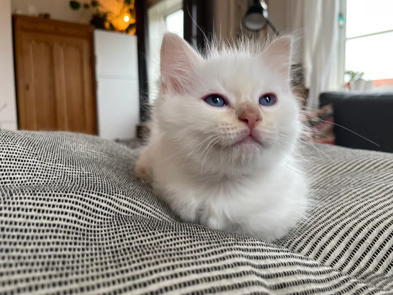 Billede 6 - Hellig Birma killinger