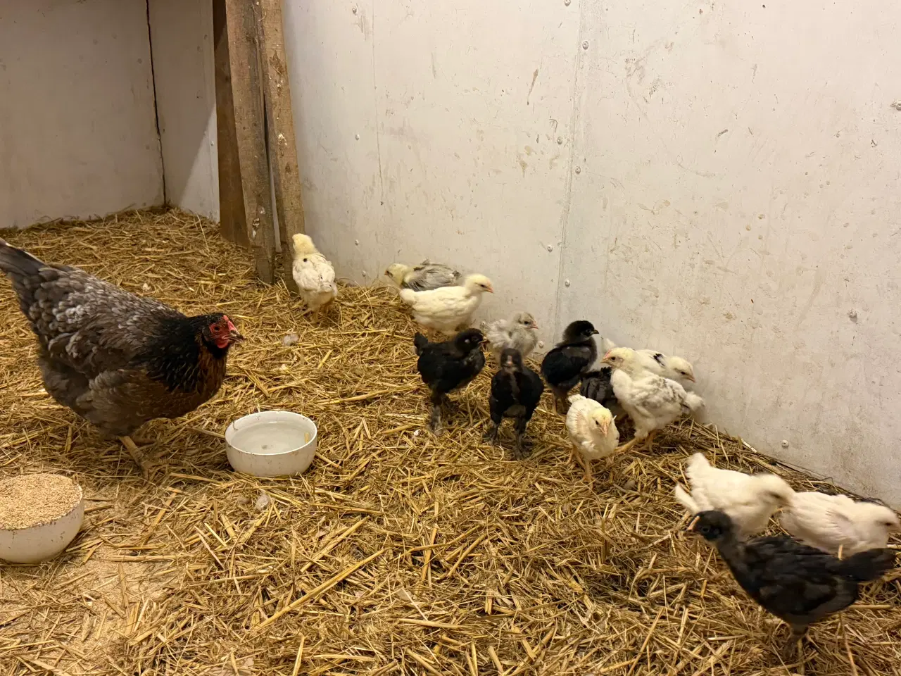 Billede 4 - Kyllinger 