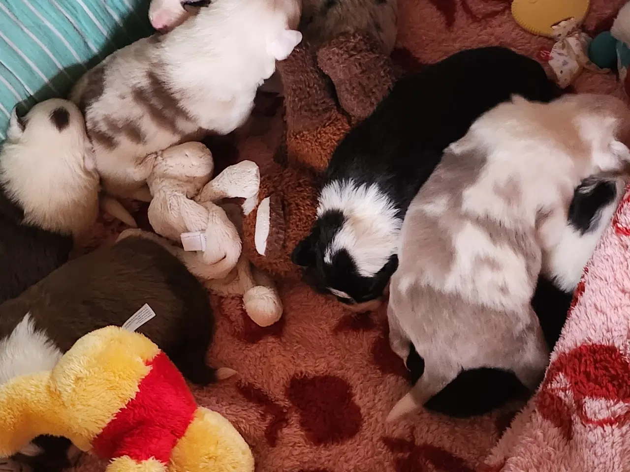 Billede 1 - Border collie/ Australien Shepherd mix