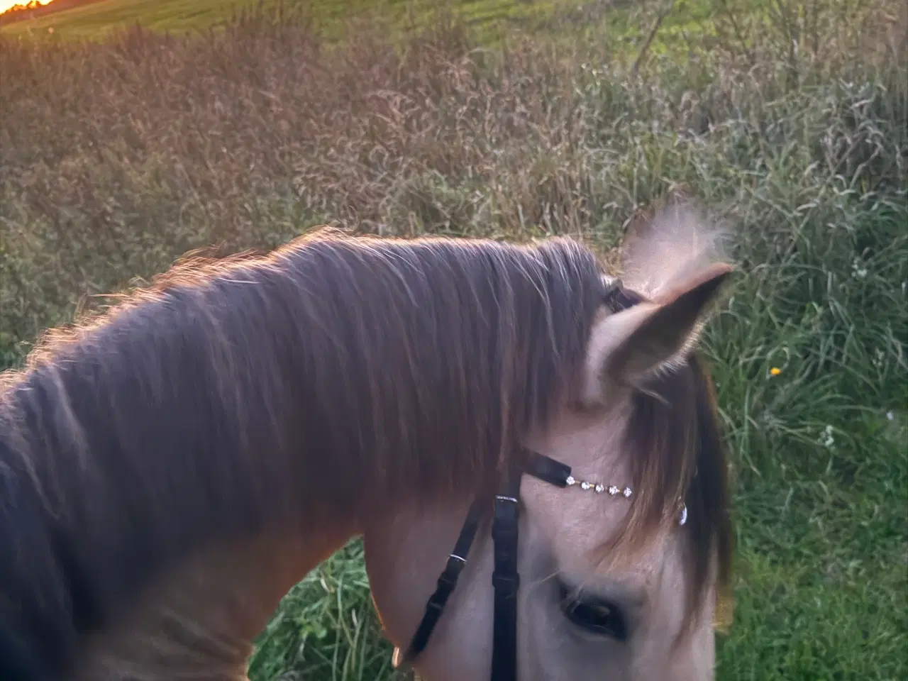 Billede 5 - Dine nye bedste ven