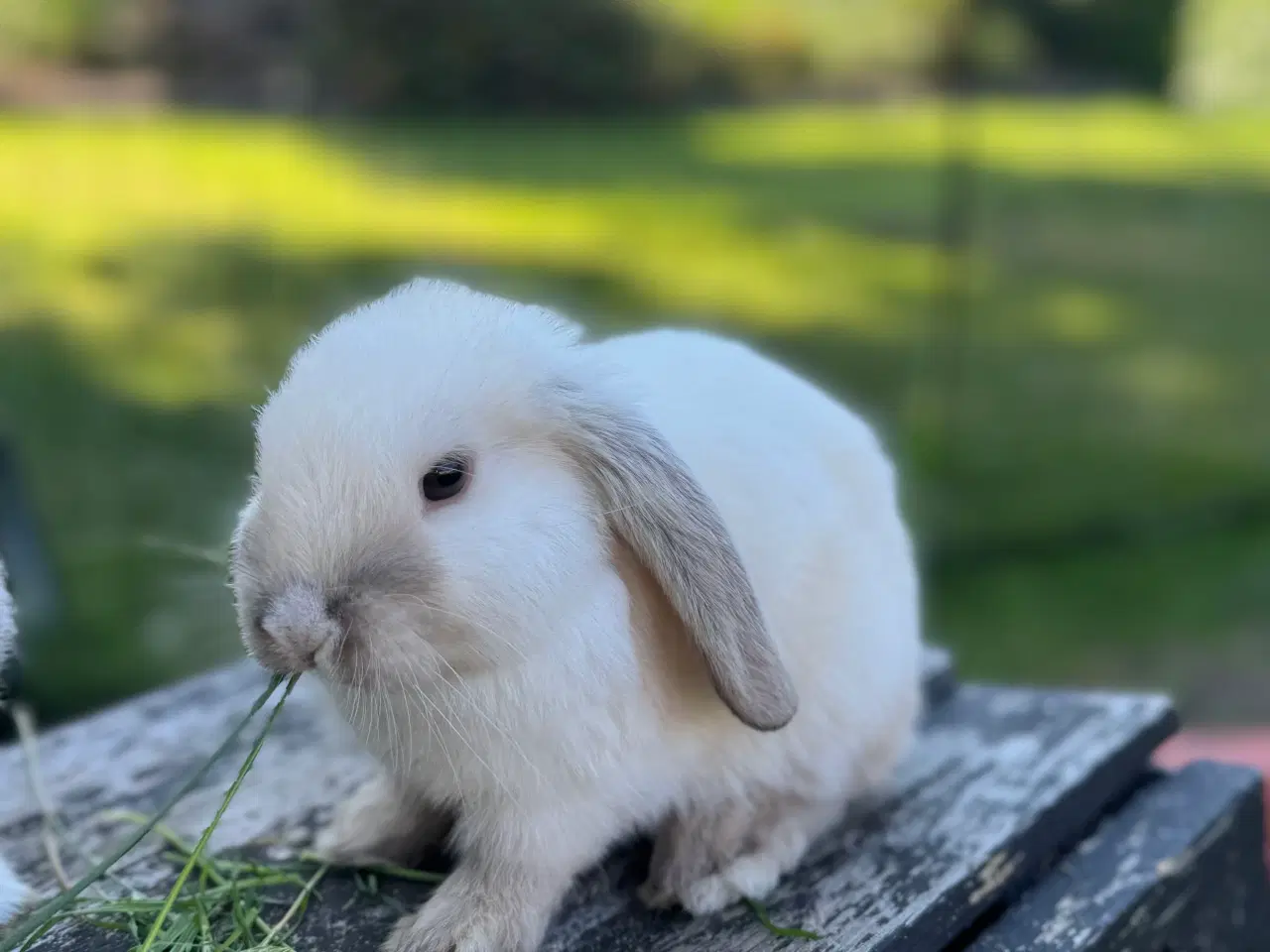 Billede 5 - Mini lop kanin unge