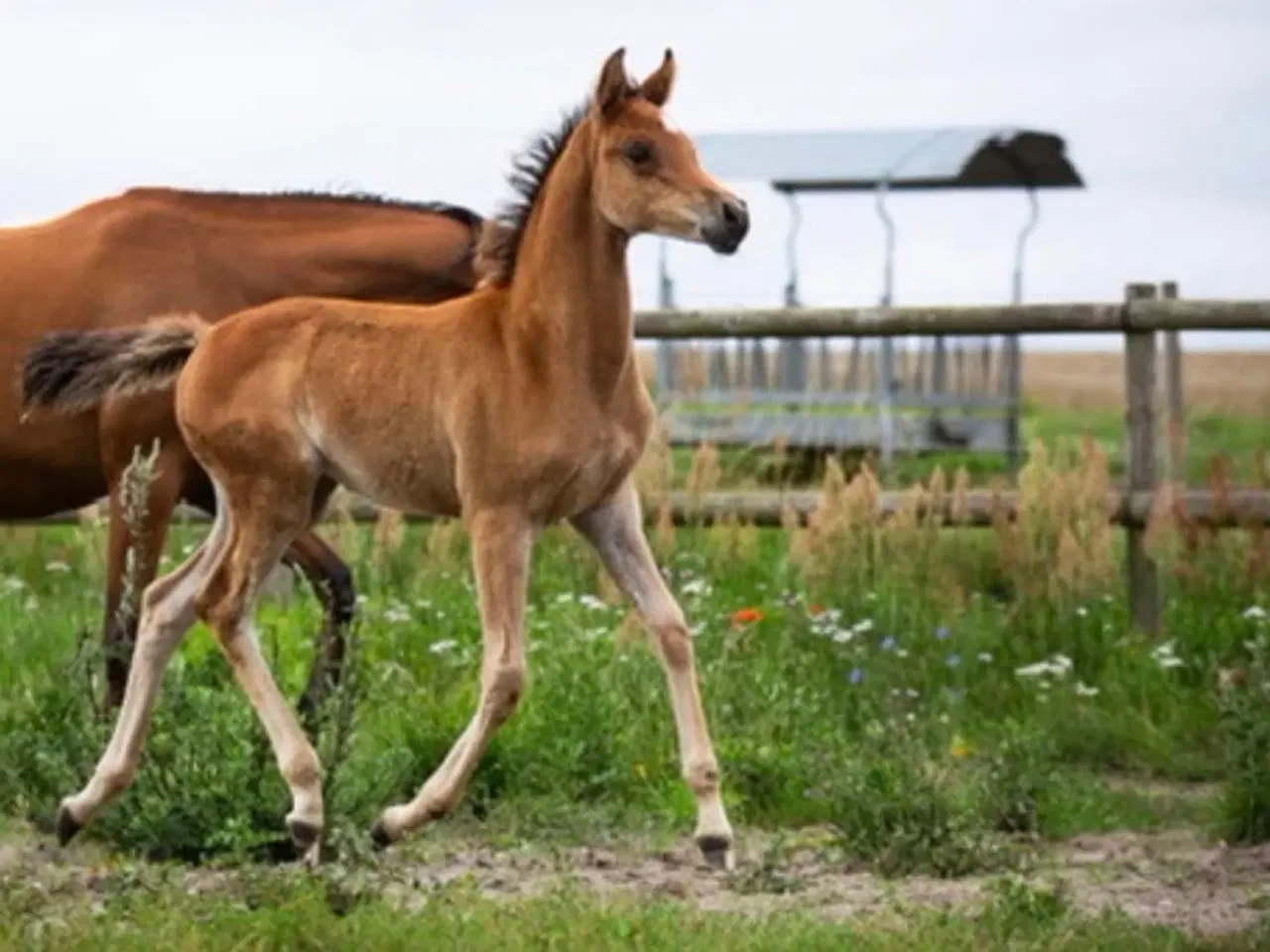 Billede 5 - 3 års hoppe - med stamtavle 