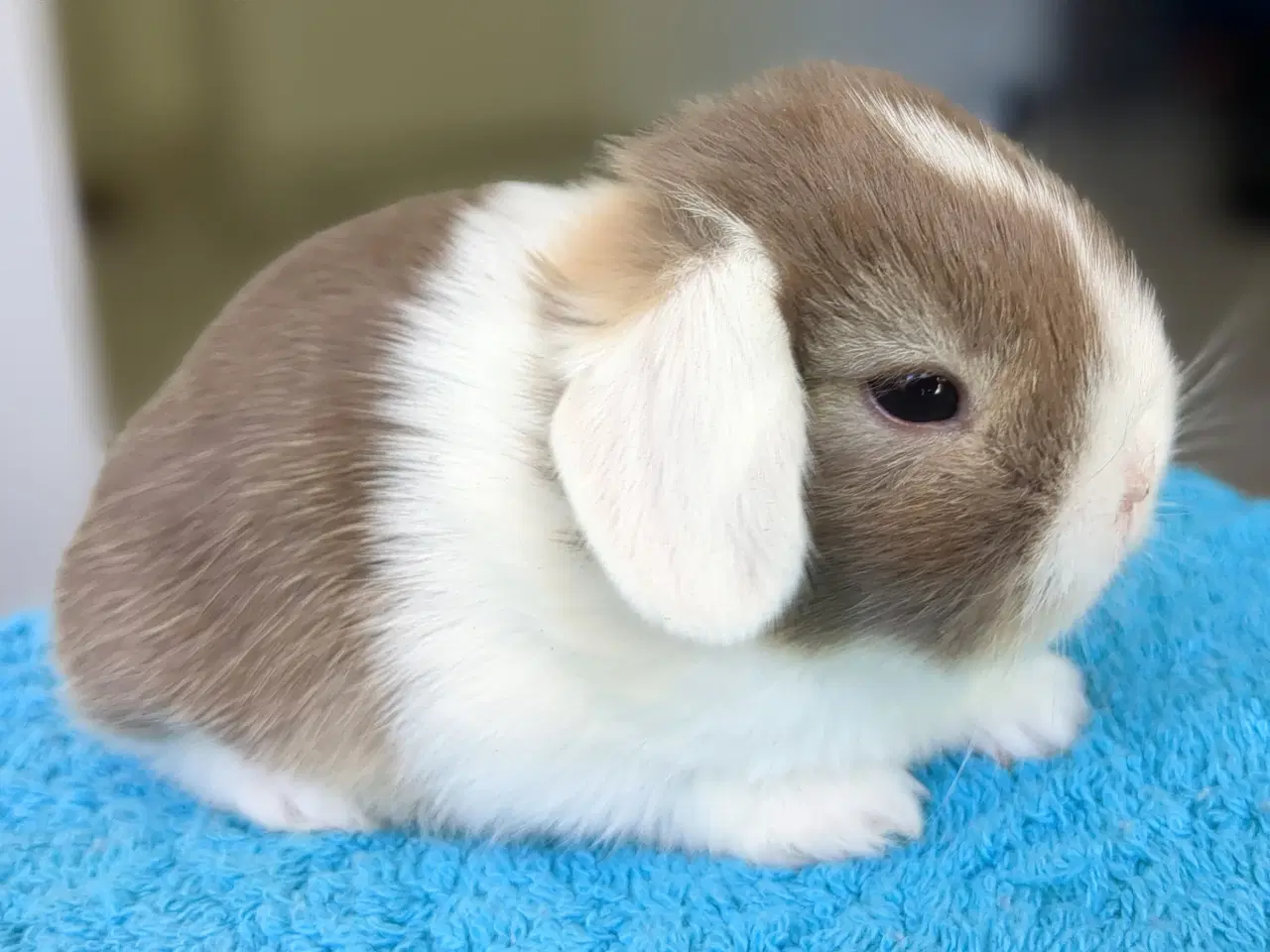Billede 1 - Minilop kaninunge sælges 