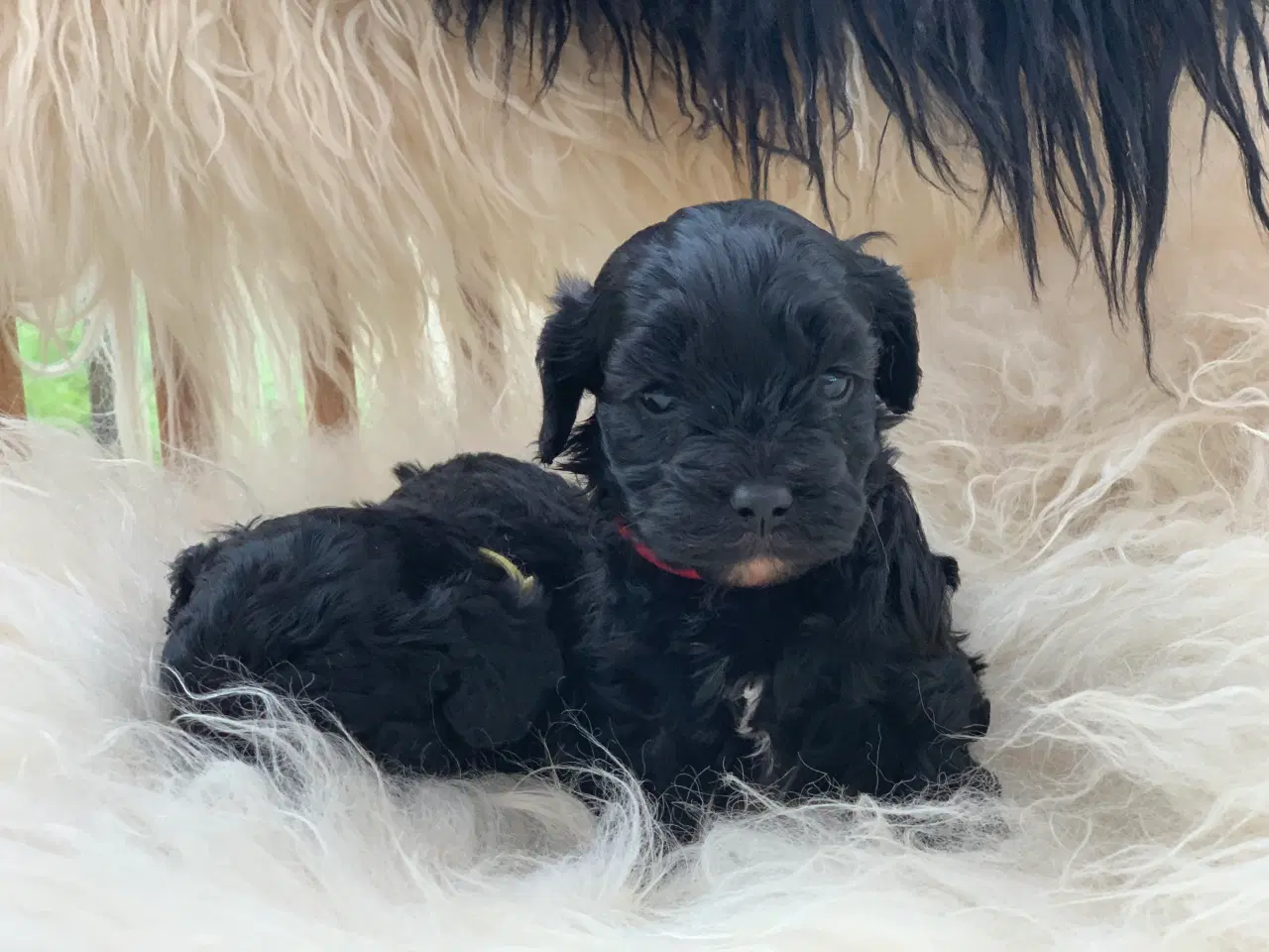 Billede 10 - Små fine cavapoo babyer 