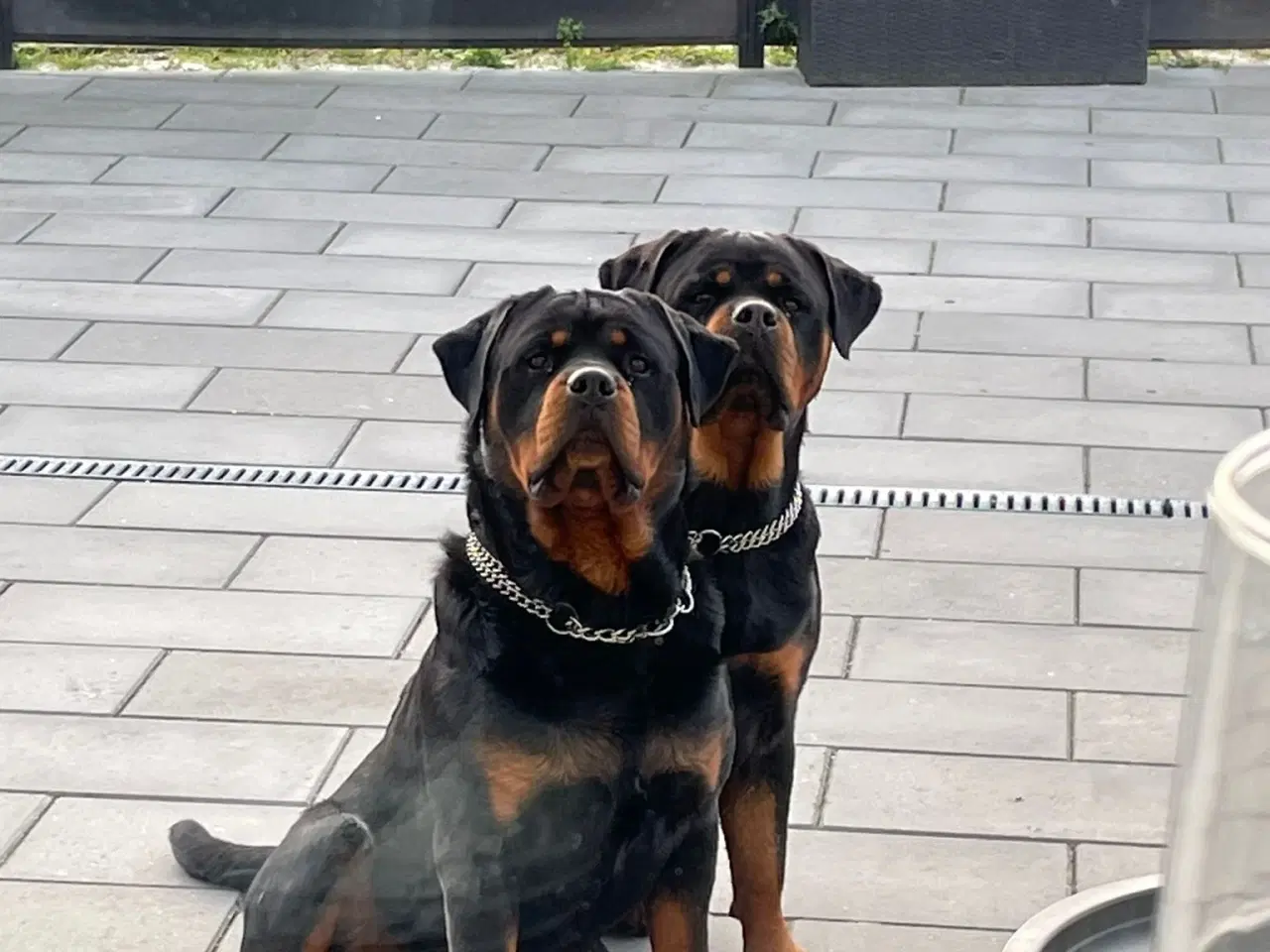 Billede 6 - Rottweiler hvalpe 8 stk