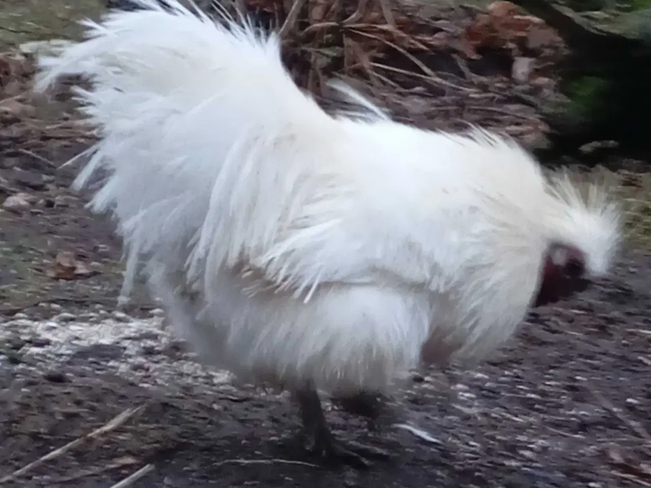 Billede 6 - Silkehaner. Hvis silkedværg haner.