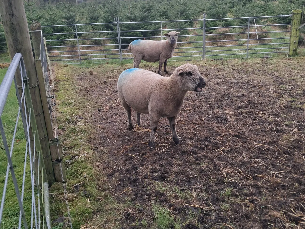 Billede 3 - Shropshire ilæmmet gimmer + vædder