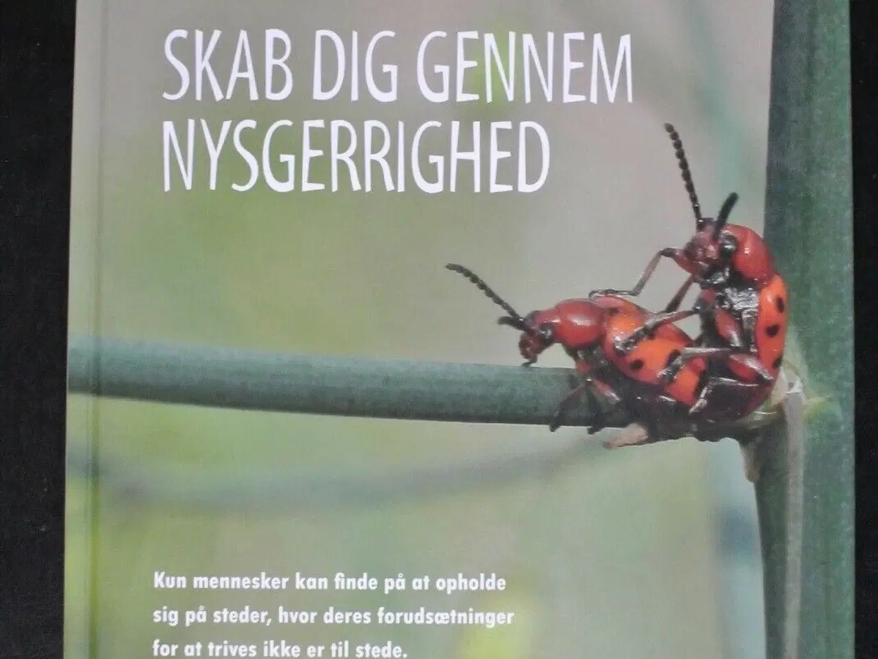 Billede 1 - skab dig gennem nysgerrighed, af william fibæk mik