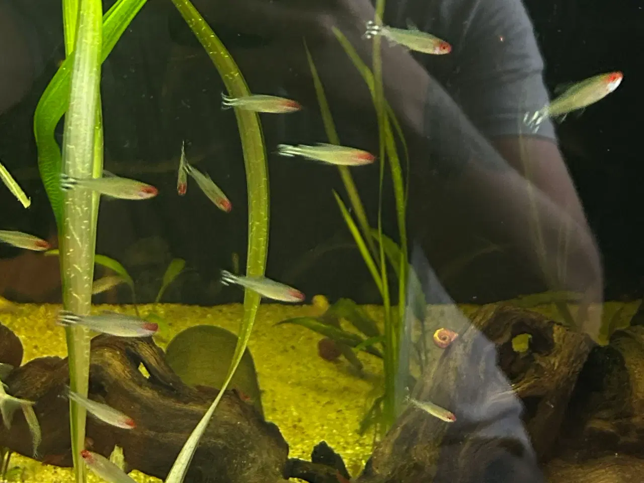 Billede 2 - 🔥🐟 Rødnæsetetra – perfekte stimefisk til akvarie