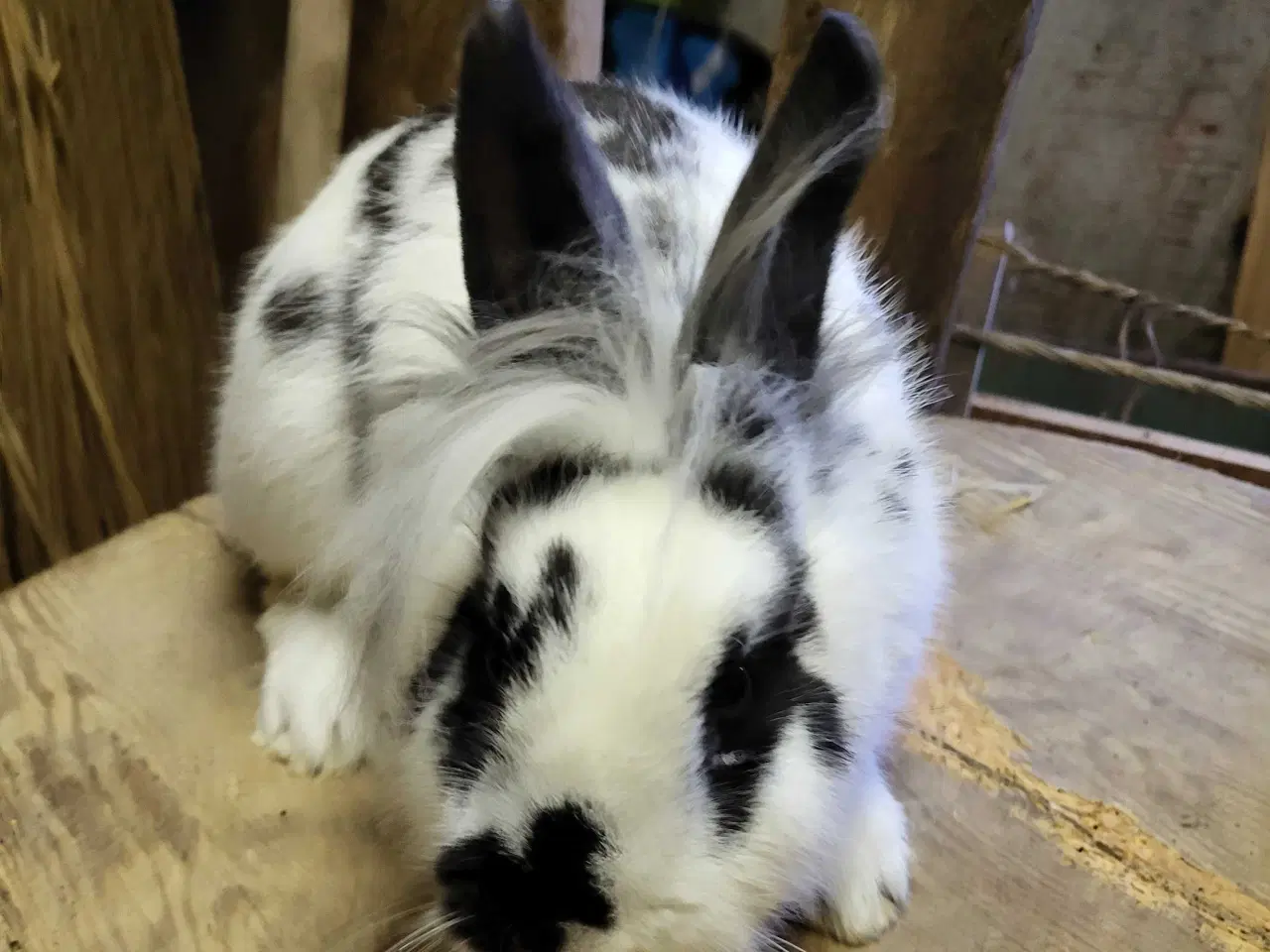 Billede 3 - Fine hunkaniner sælges