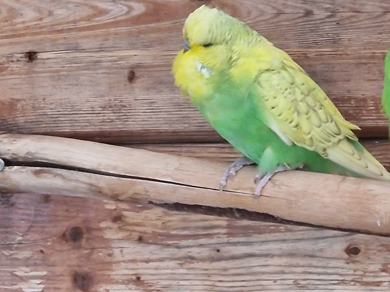 Billede 1 - Engelsk undulat