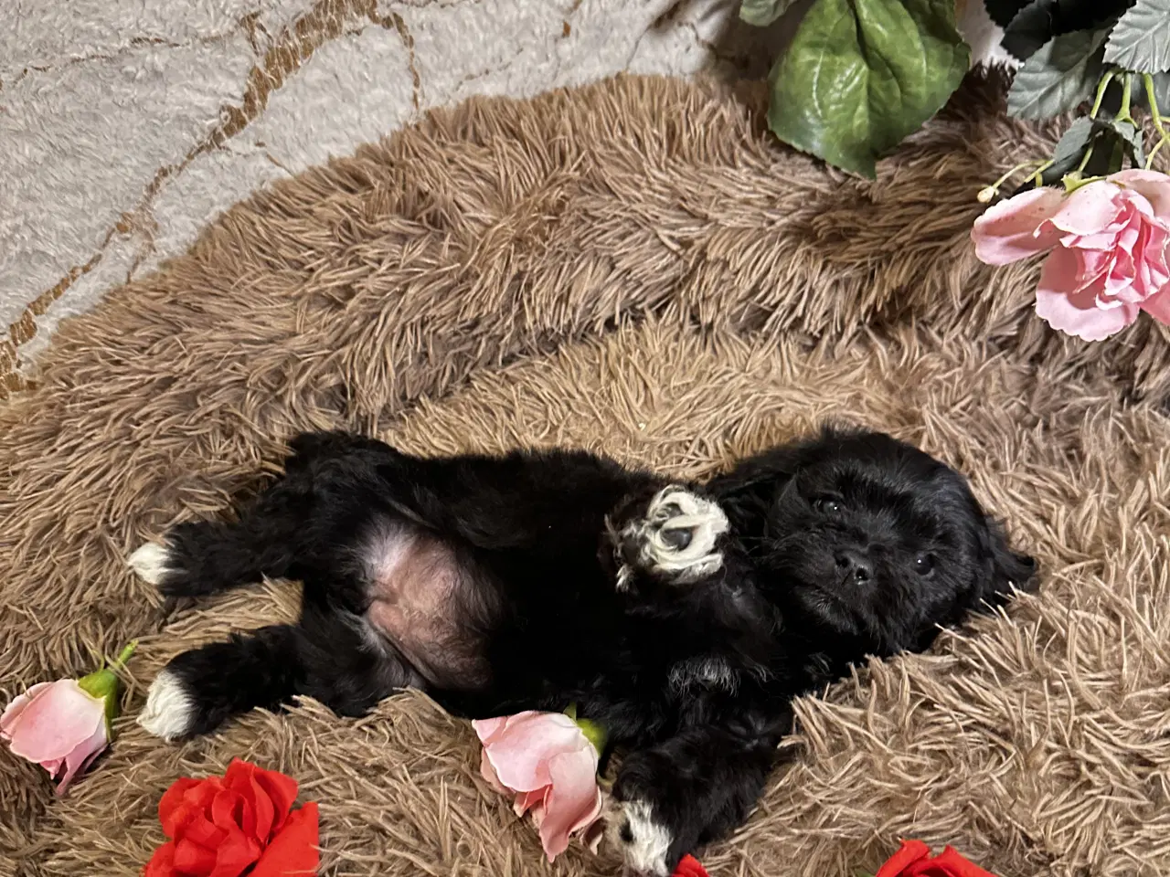 Billede 17 - Cavapoo F2B 