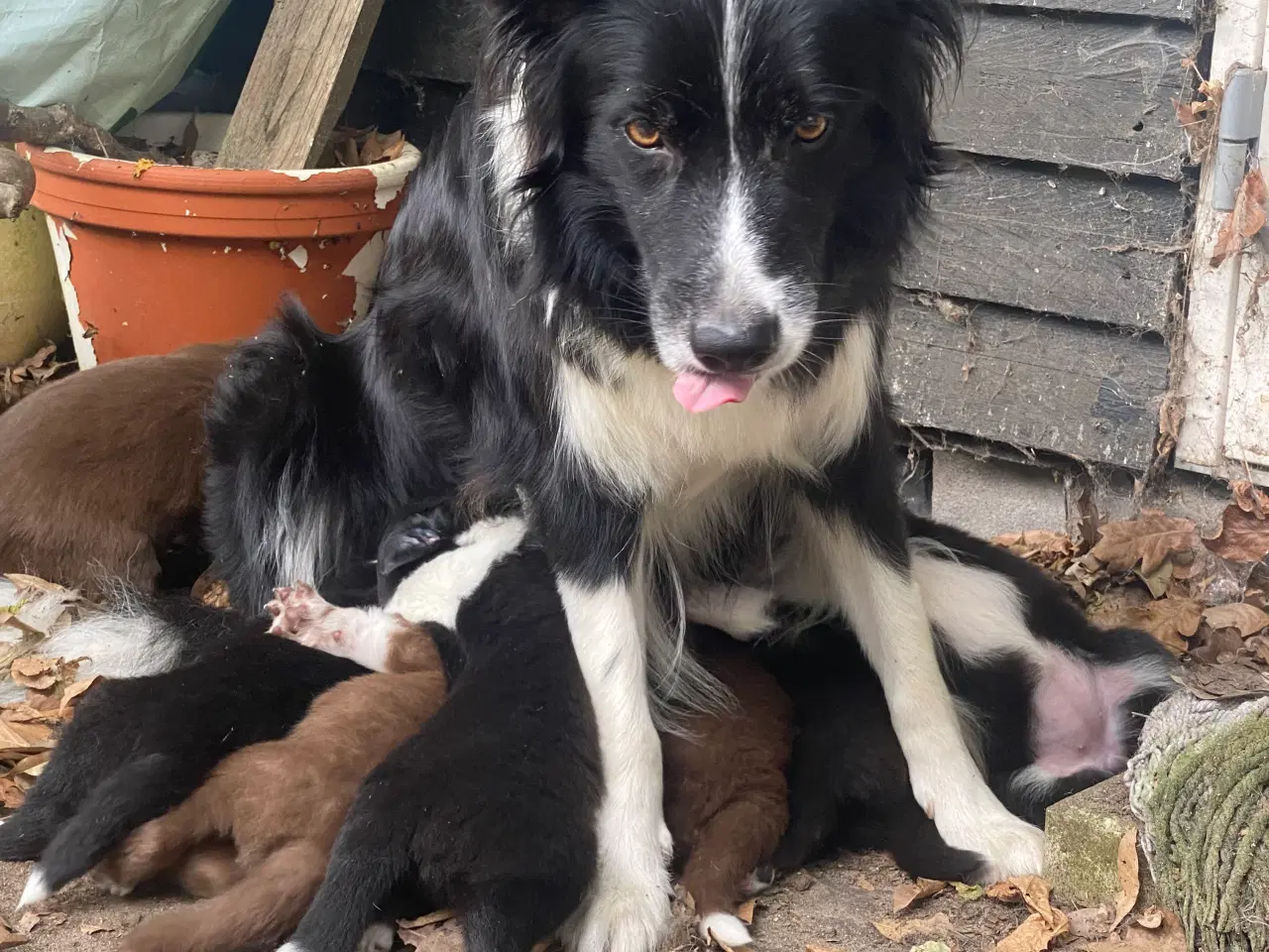 Billede 2 - Fantastiske Border Collie hvalpe med stamtavle 