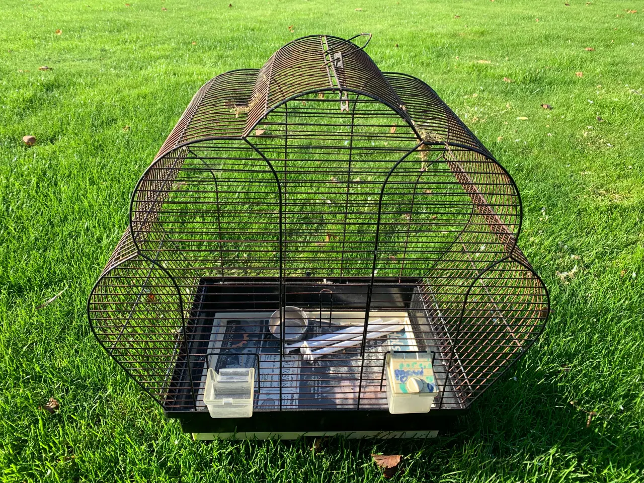 Billede 6 - 7 søde undulater