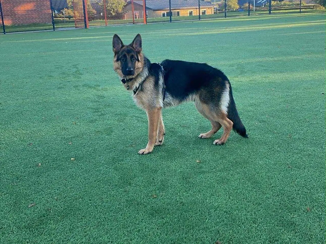 Billede 3 - Schæferhund