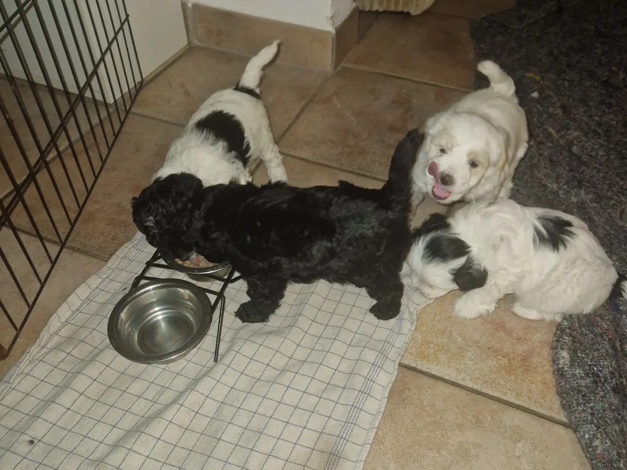 Billede 1 - Maltipoo hvalpe