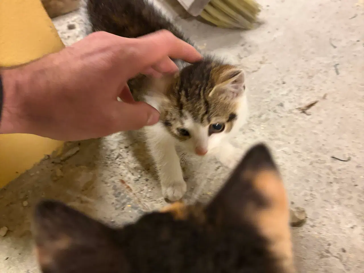 Billede 5 - 2 kattekillinger