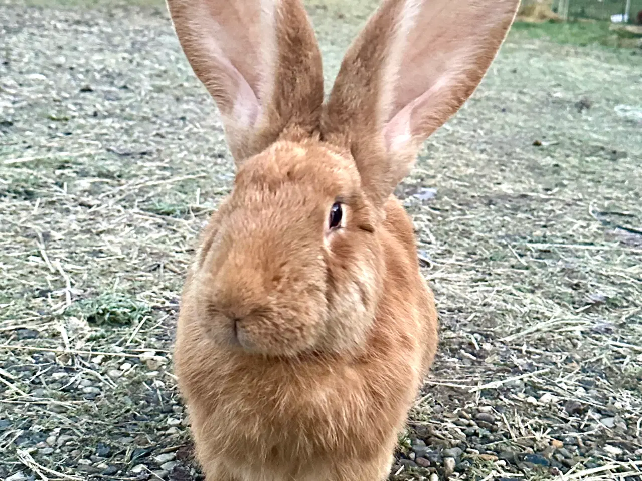 Billede 3 - Belgisk kæmpe gul hun