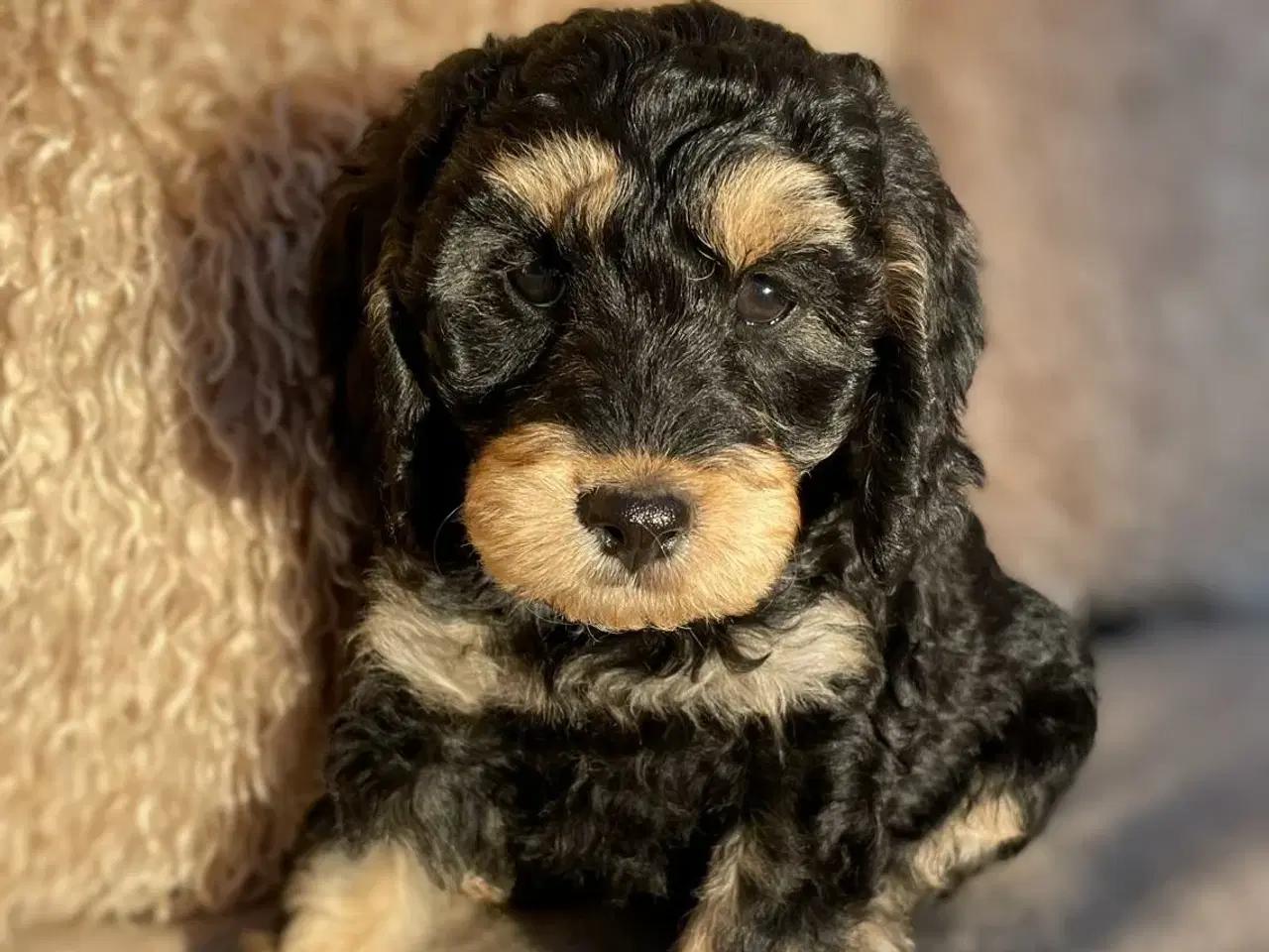 Billede 3 - cockerdoodle, cockerpoo, doodle
