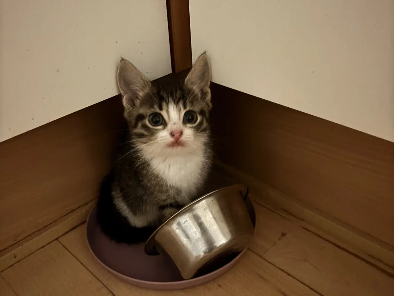 Billede 2 - Killinger 