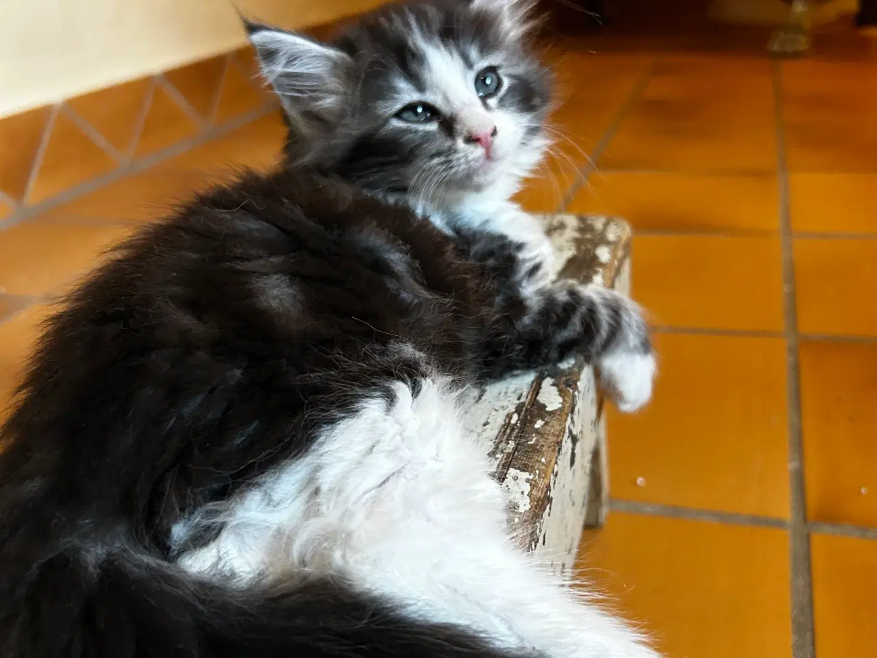 Billede 2 - Alva søger kærligt hjem 