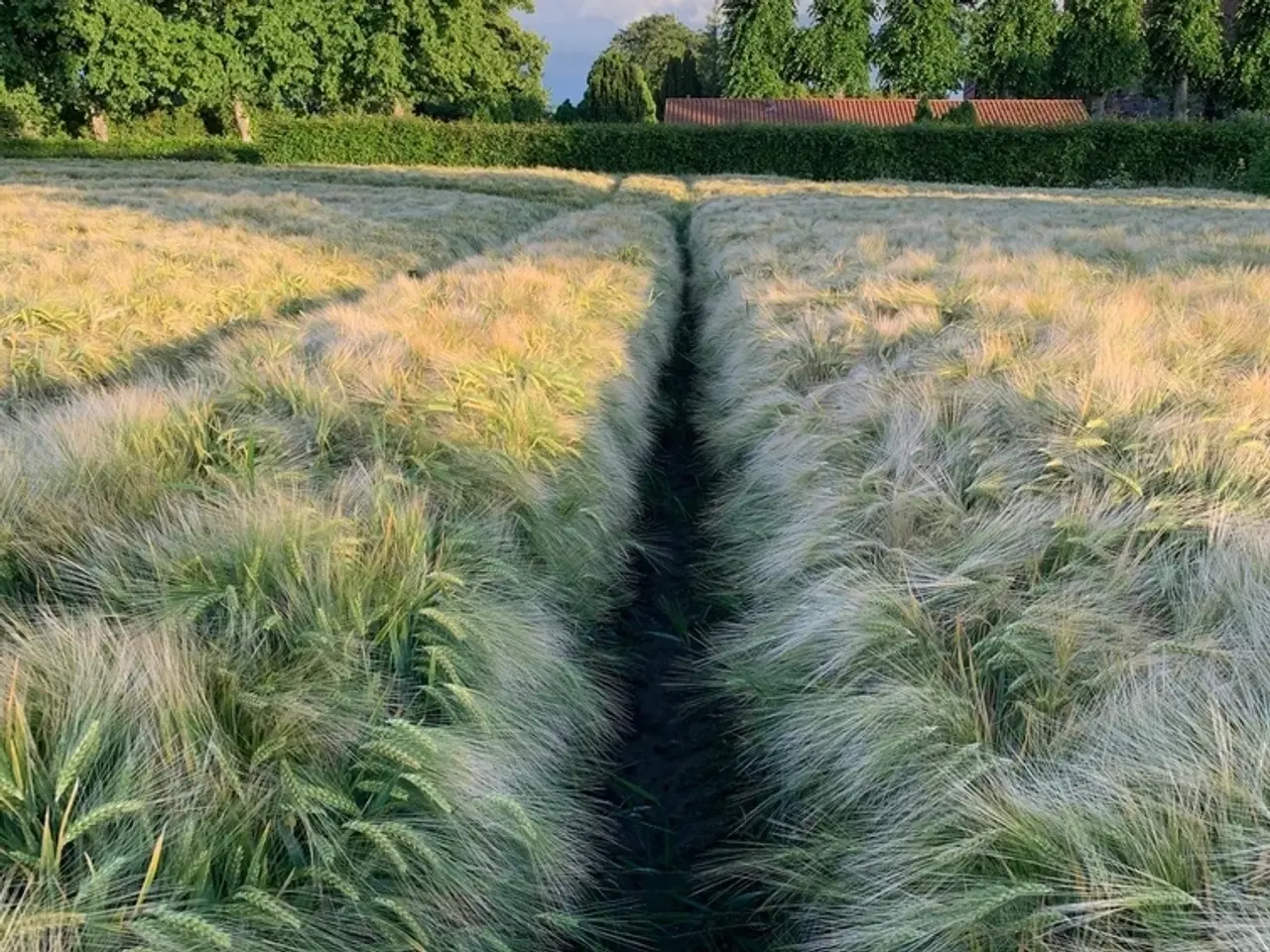Billede 1 - JAGT I NORDSJÆLLAND SØGES