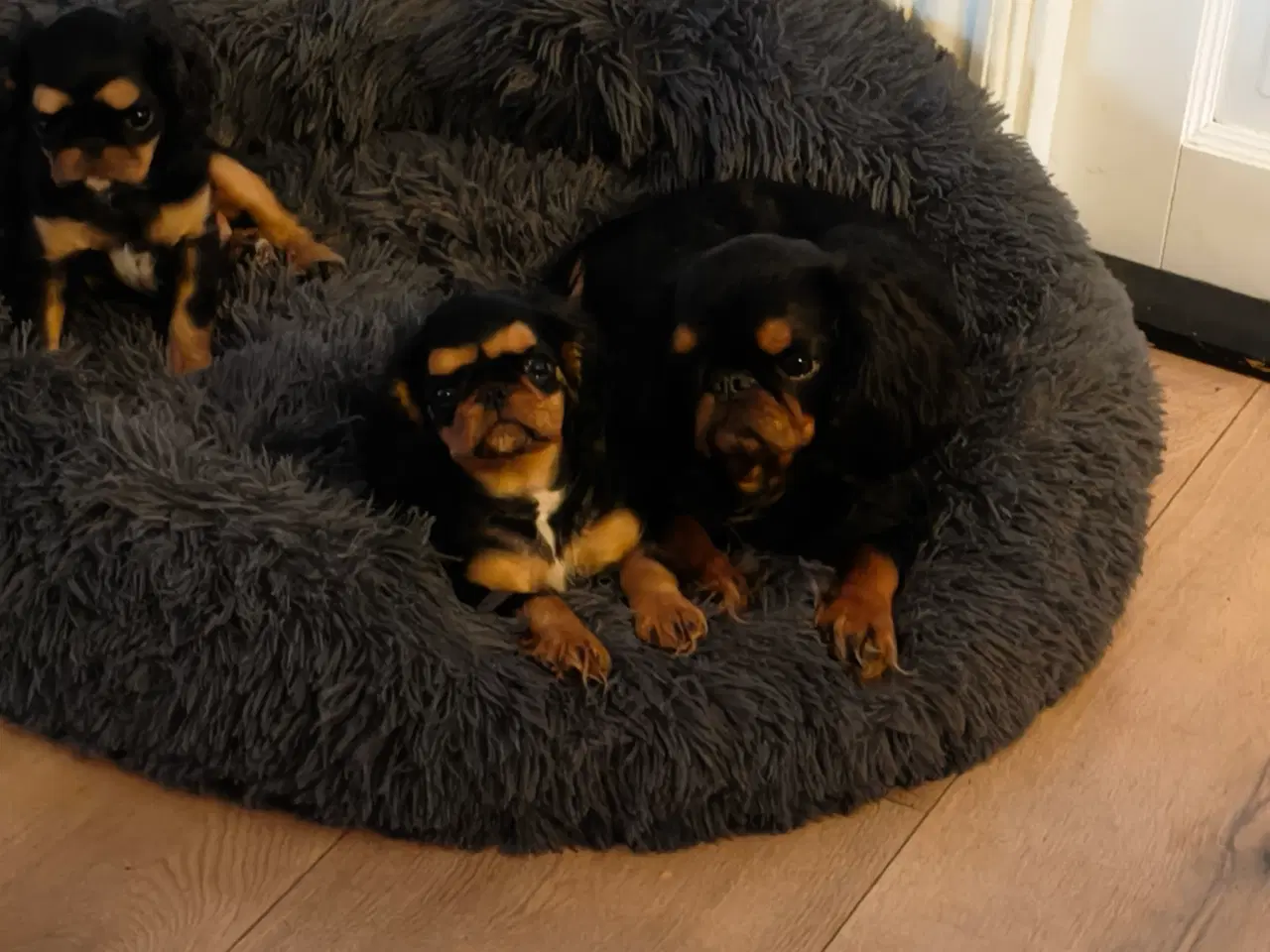 Billede 1 - Skønne King Charles Spaniel