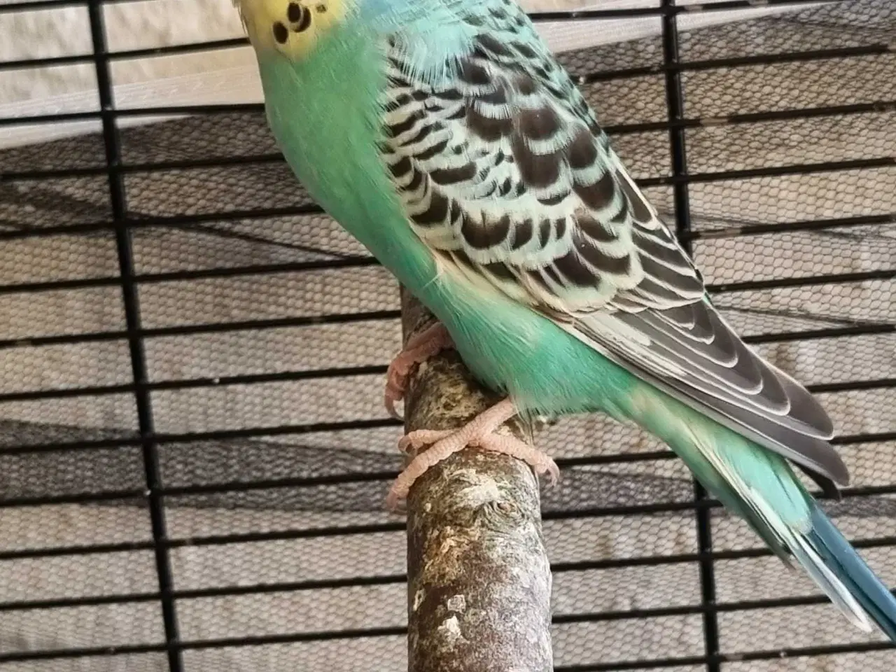 Billede 2 - 2 undulater