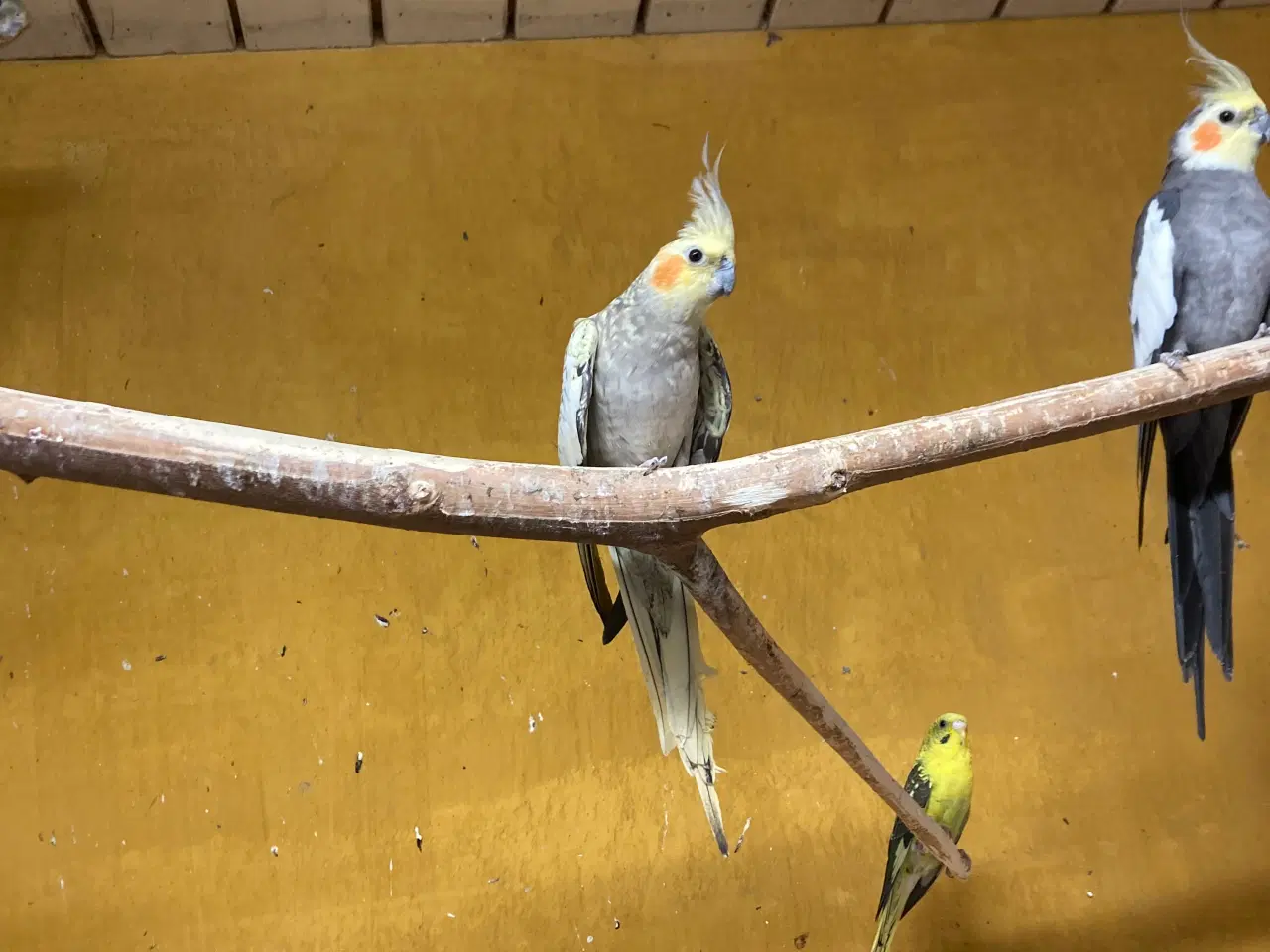 Billede 3 - Nymferparekitter 