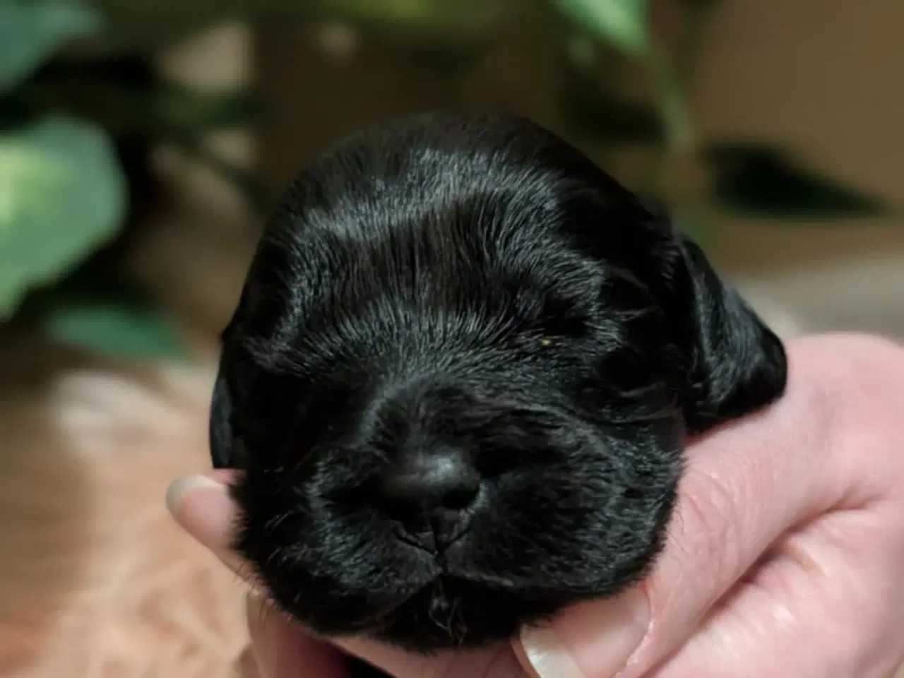 Billede 16 - Cockapoo hvalpe søger nye hjem