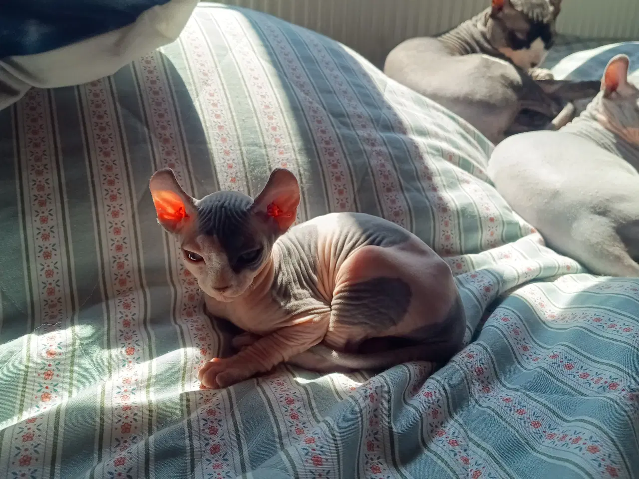 Billede 12 - Sphynx kat