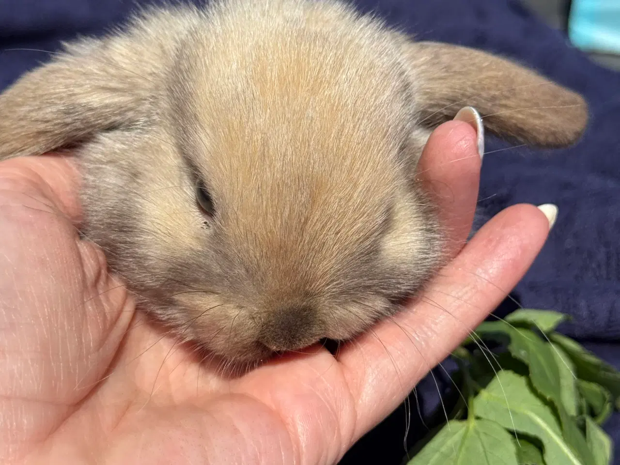 Billede 5 - Mini lop kanin unge