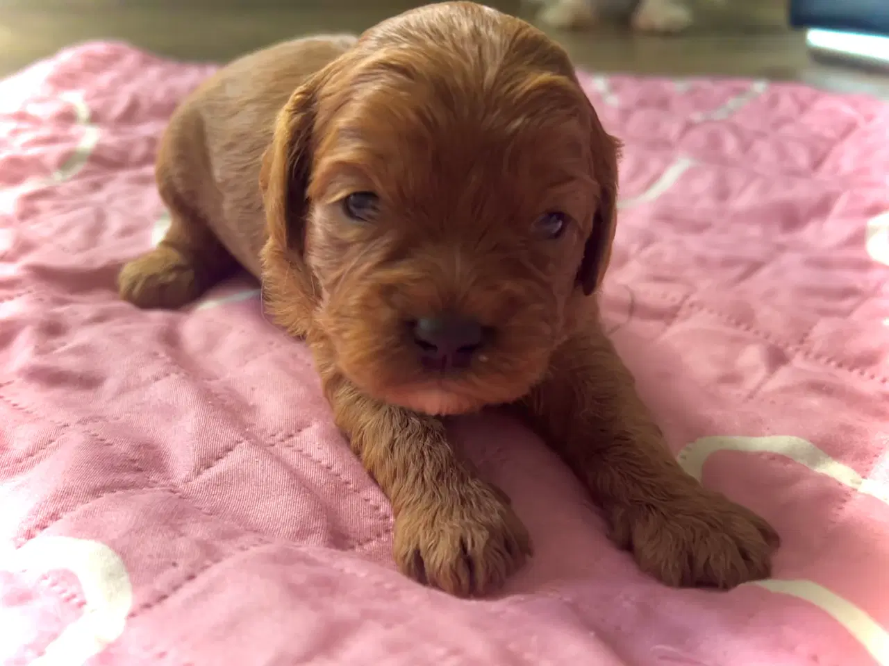 Billede 3 - Skønne Cavapoo hvalpe