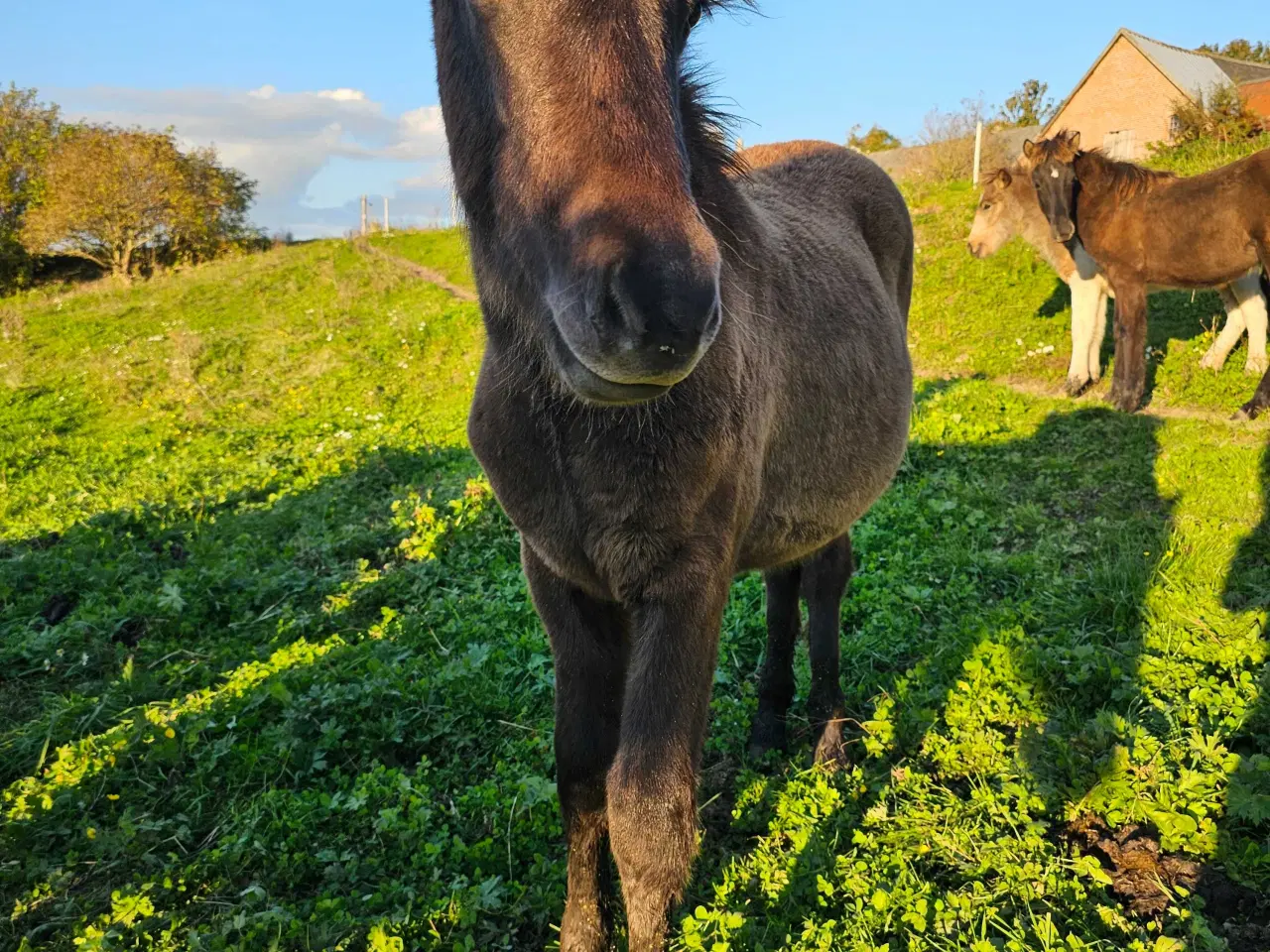 Billede 2 - Super lækkert hingsteføl💙