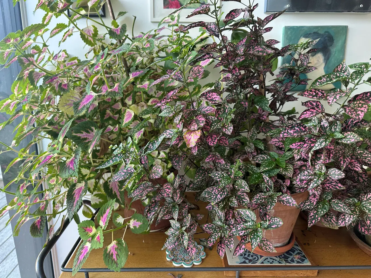 Billede 4 - Stueplanter